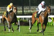 OM (yellow and white) at his debut when second to Oriental Pearl last November.<br>Photo by Singapore Turf Club